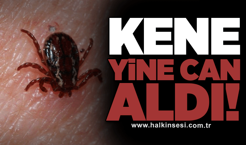 Kene yine can aldı!