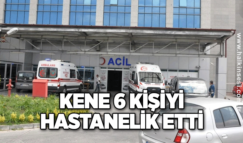 Kene 6 kişiyi hastanelik etti