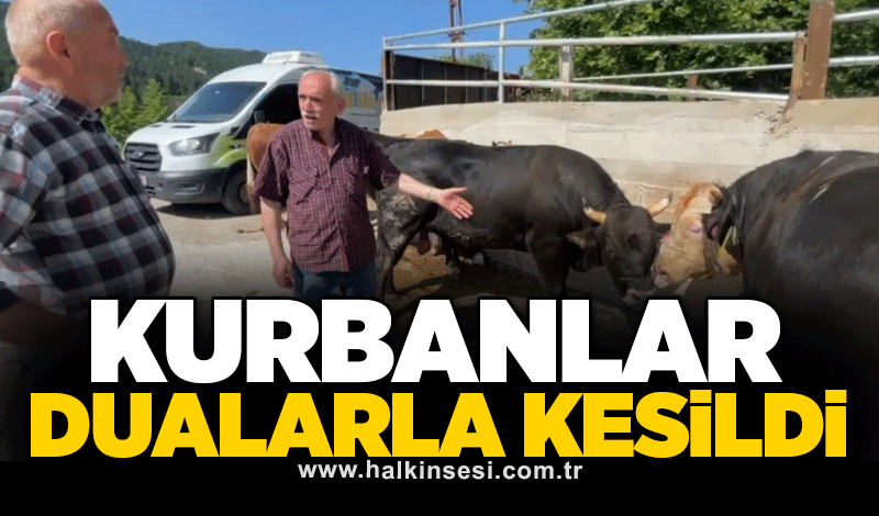 Kurbanlar dualarla kesildi: İlgi odağı ise 930 kiloluk tosun oldu