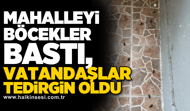 Mahalleyi böcekler bastı, vatandaşlar tedirgin oldu