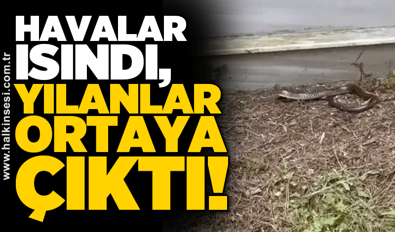 Havalar ısındı, yılanlar ortaya çıktı!