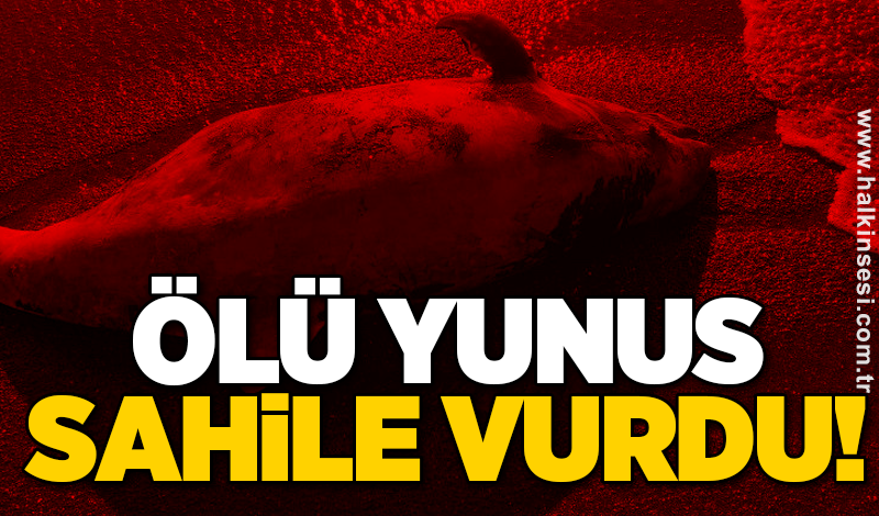Ölü yunus sahile vurdu!