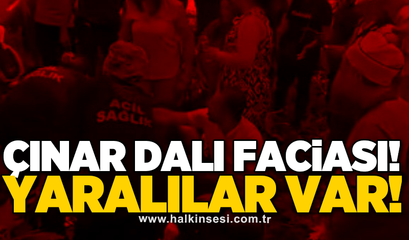 Çınar dalı faciası! Yaralılar var!