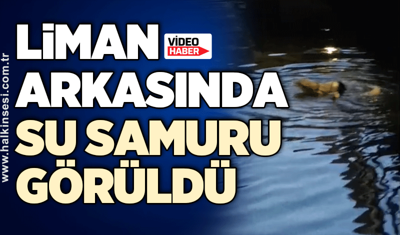 Liman arkasında Su Samuru görüldü
