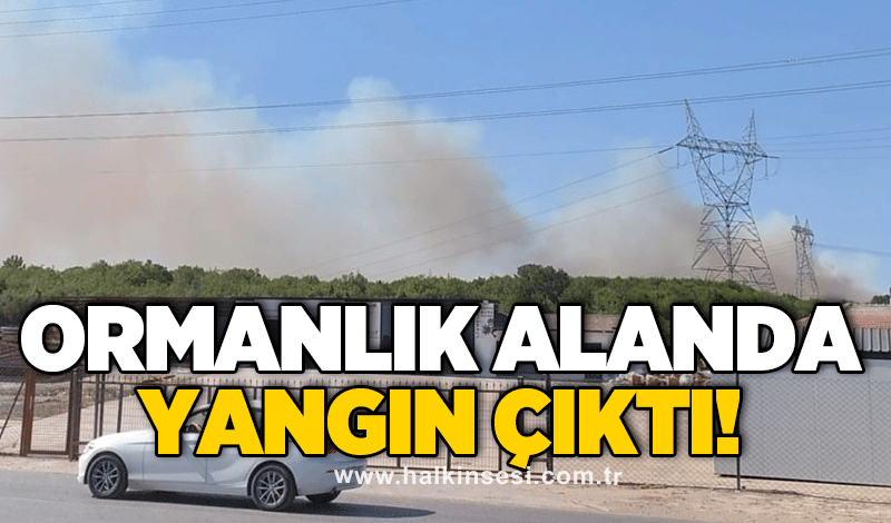 Ormanlık alanda yangın çıktı!