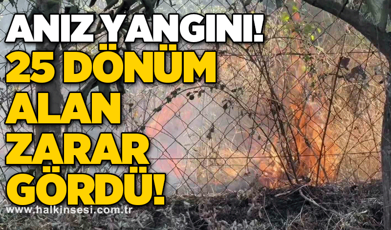 Anız yangını! 25 dönüm alan zarar gördü!