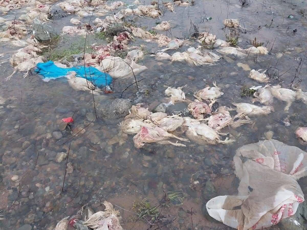 644388735 26521919154093386 2594517961704830359 N