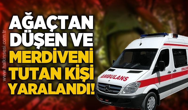 Ağaçtan düşen kişi ile merdiveni tutan kişi yaralandı
