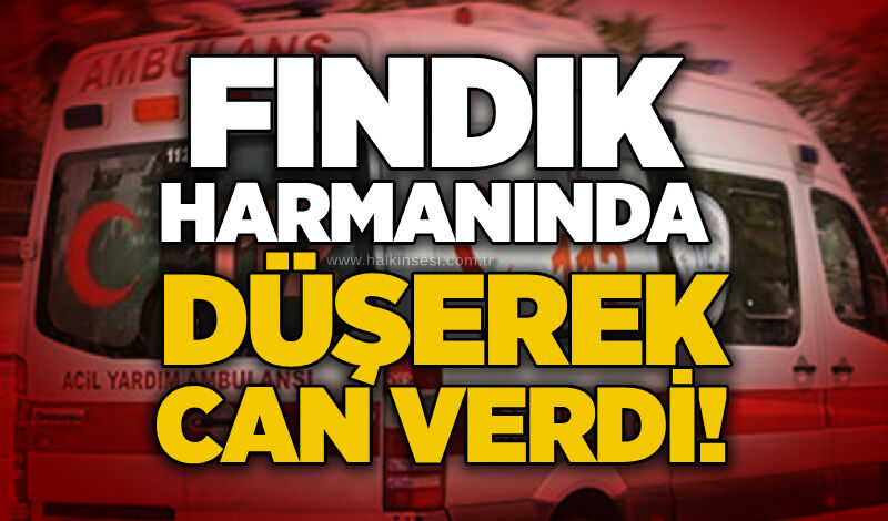 Fındık harmanında düşerek can verdi!