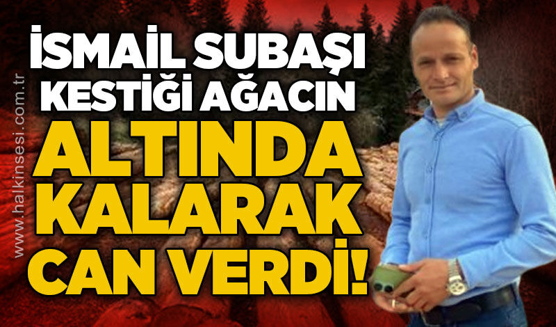 Orman kesimi sırasında ağacın altında kalan İsmail Subaşı hayatını kaybetti!