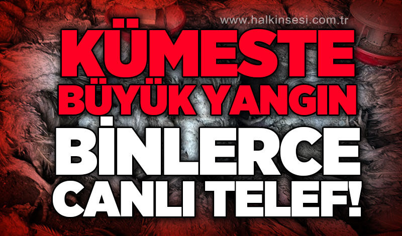 Kümeste yangın: Bin 800 hindi telef oldu